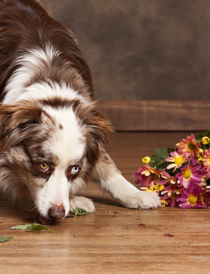 Pet on hardwood floor | Markville Carpet & Flooring