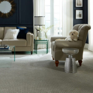 Cute puppy on sofa | Markville Carpet & Flooring