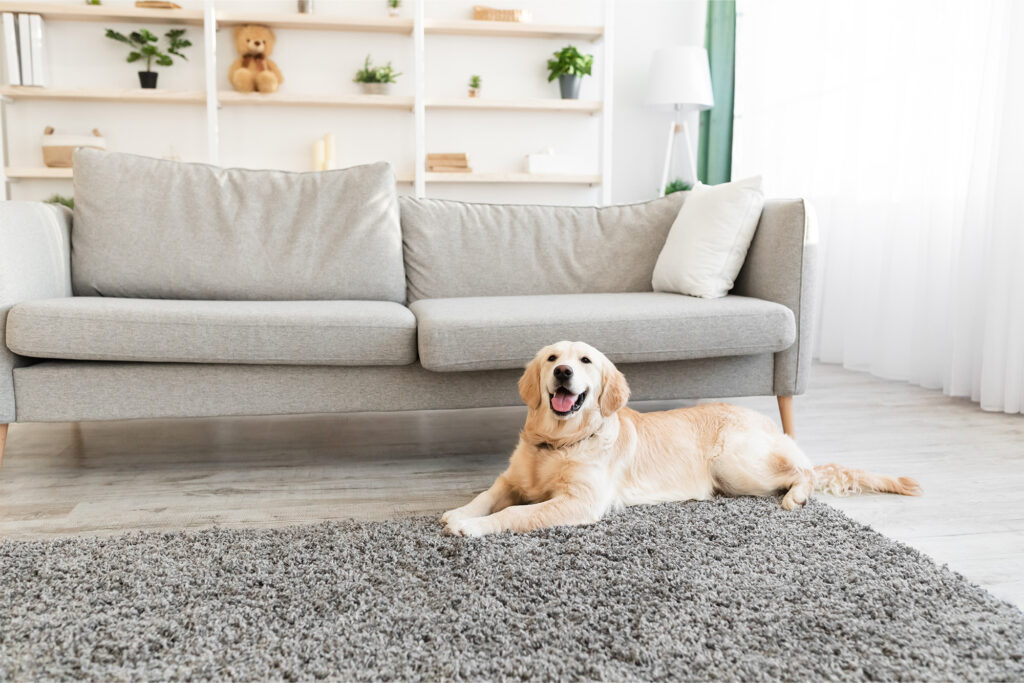 Laminate Flooring for Dogs by Markville in Markham, ON & Toronto, Ontario