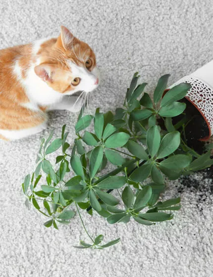 pet-carpet-stain Pet stain | Markville Flooring